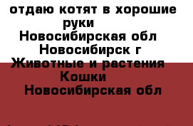 отдаю котят в хорошие руки**** - Новосибирская обл., Новосибирск г. Животные и растения » Кошки   . Новосибирская обл.